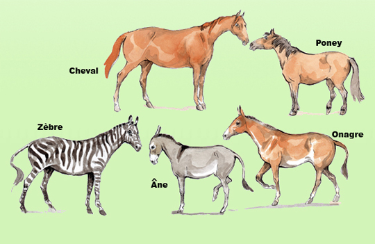 famille_du_cheval_1.jpg - 540x351 - 143.98 kb